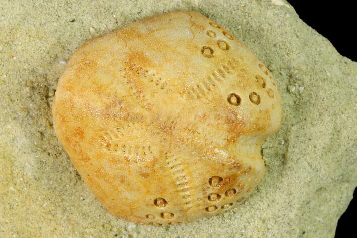 Sea Urchin (Lovenia) Fossil on Sandstone - Beaumaris, Australia #144373